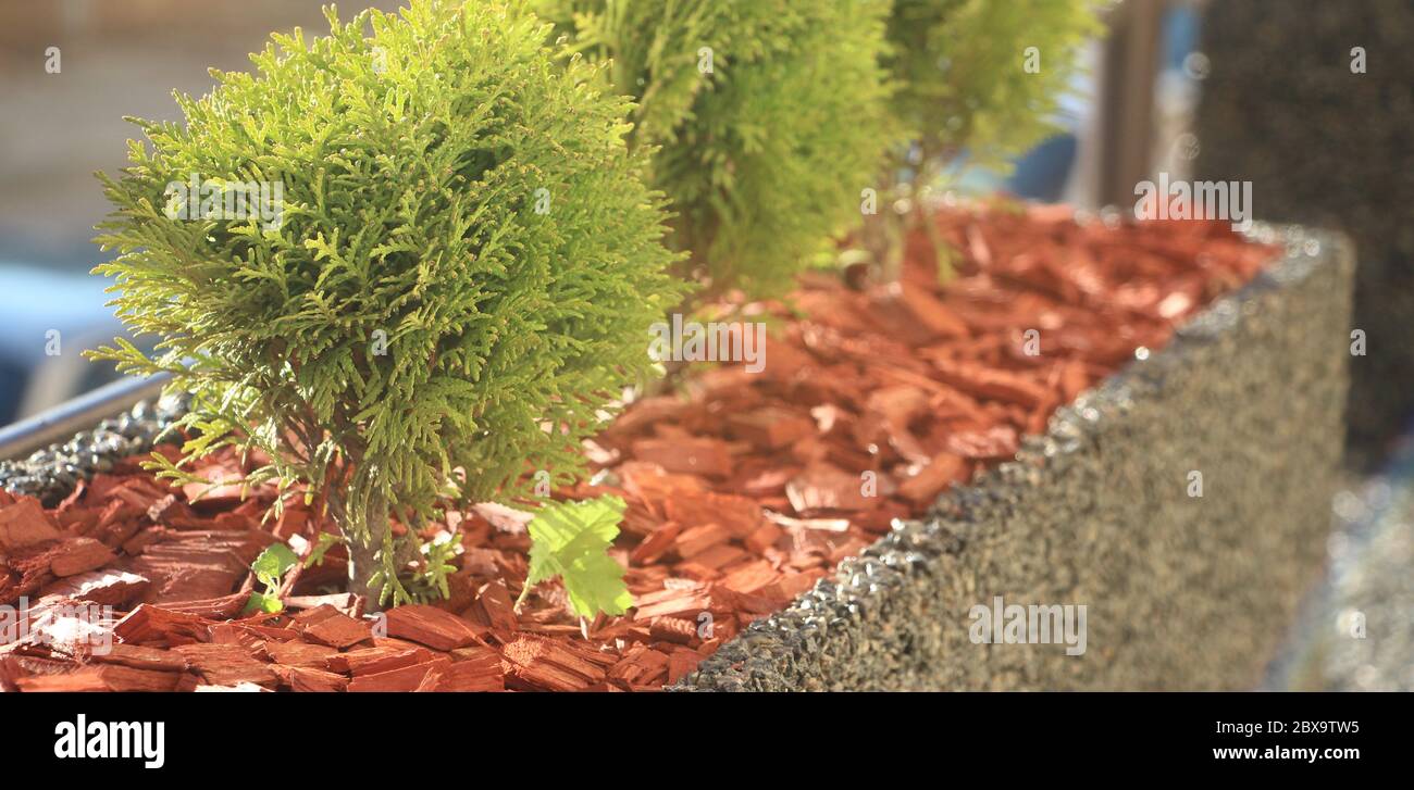 Little Tuya trees in pot on the balcony. Soft light, selective focus. Natural living concept Stock Photo