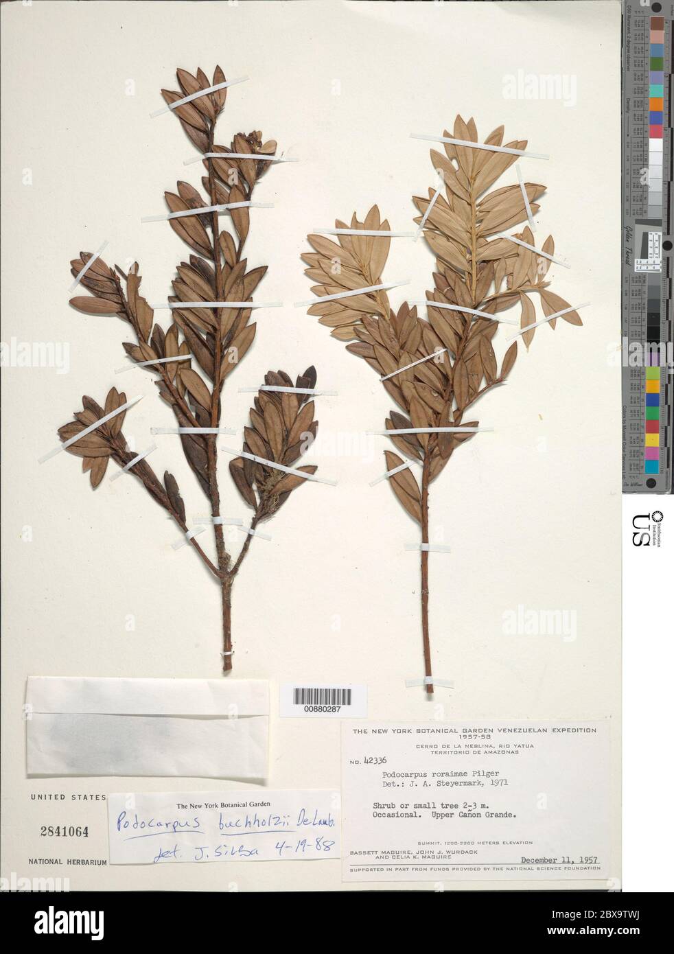 Podocarpus buchholzii de Laub Podocarpus buchholzii de Laub. Stock Photo