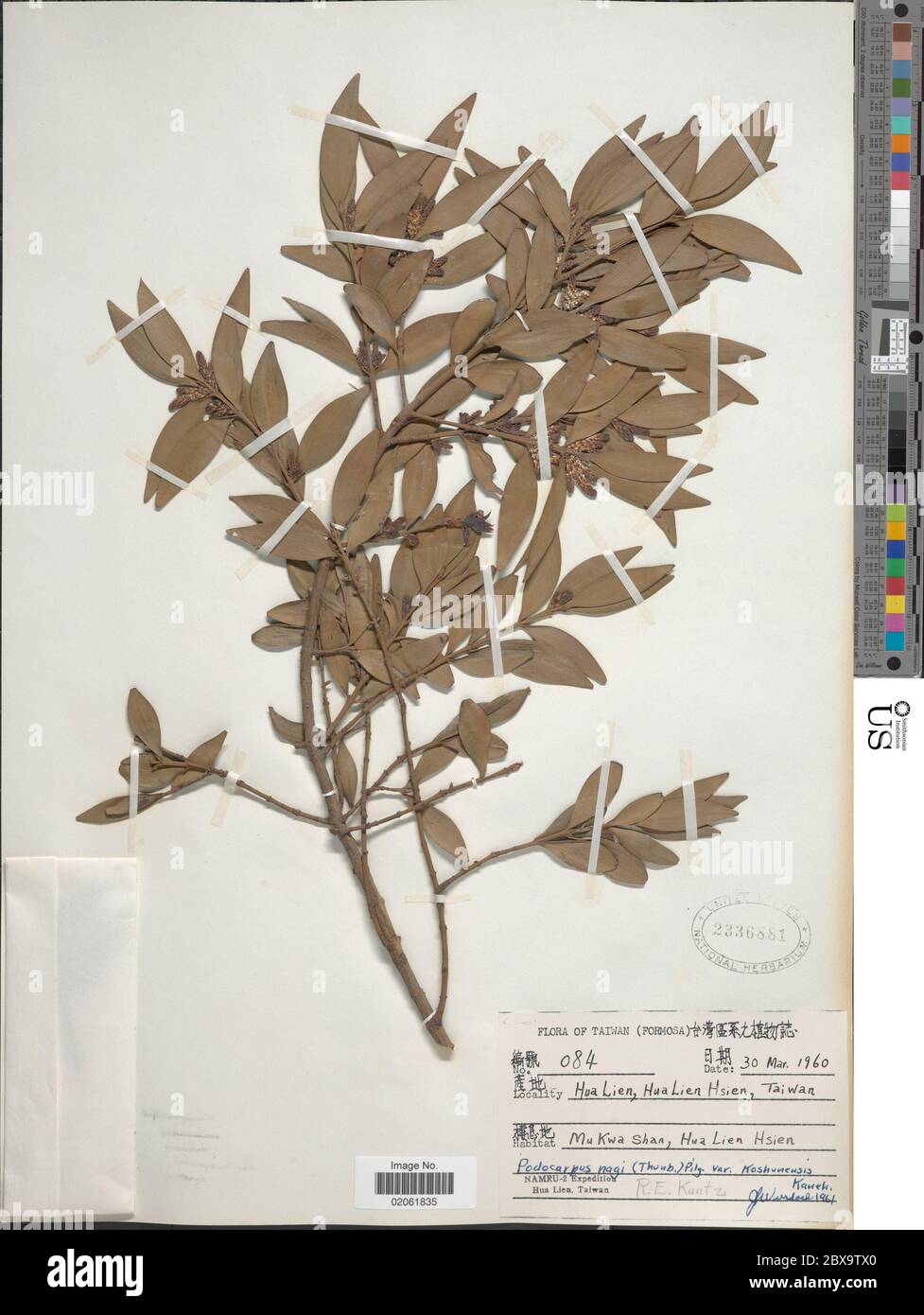 Podocarpus nagi Podocarpus nagi Stock Photo - Alamy
