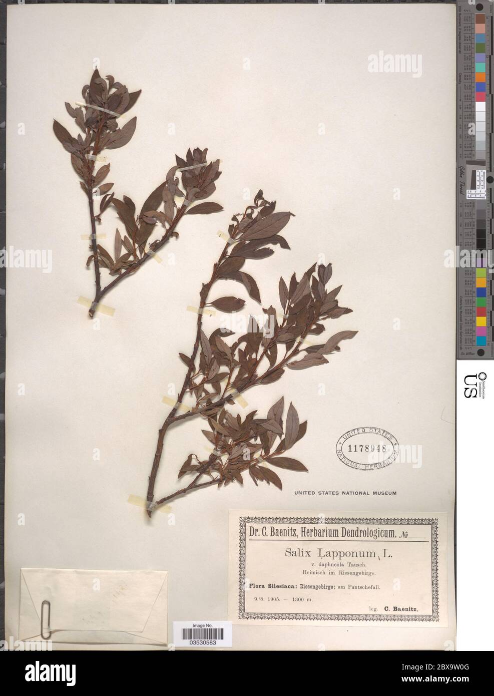 Salix lapponum var daphneola Wimm Salix lapponum var daphneola Wimm. Stock Photo
