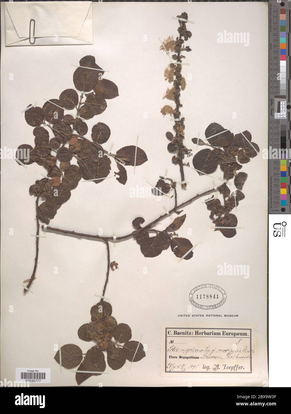 Salix nigricans f crassifolia Schleich ex J Forbes Wimm Salix nigricans f crassifolia Schleich ex J Forbes Wimm. Stock Photo