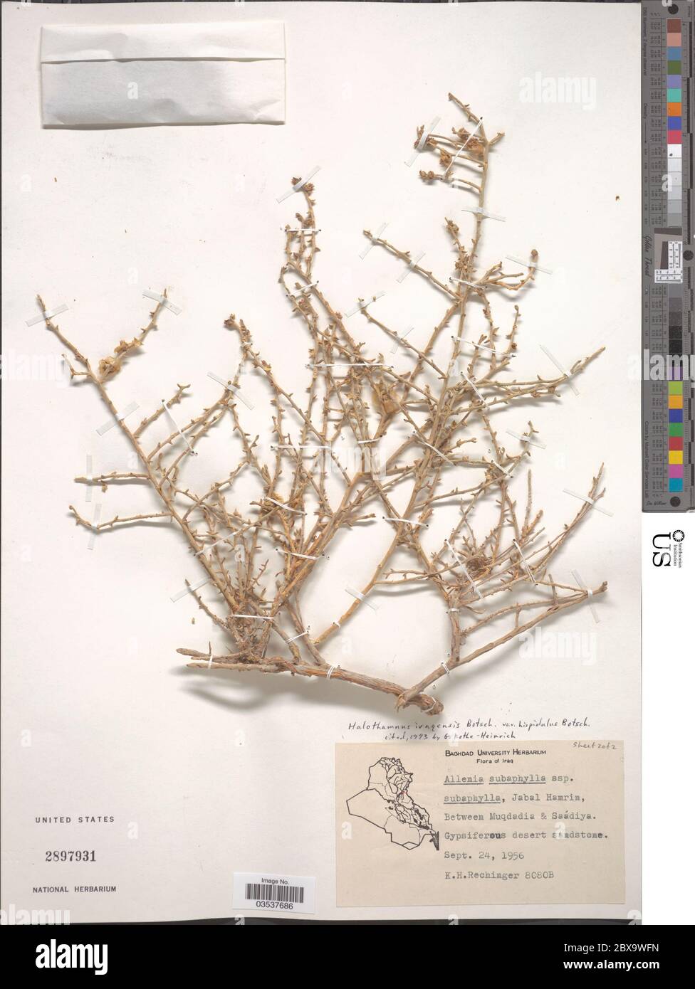 Halothamnus iraqensis Botsch Halothamnus iraqensis Botsch Stock Photo