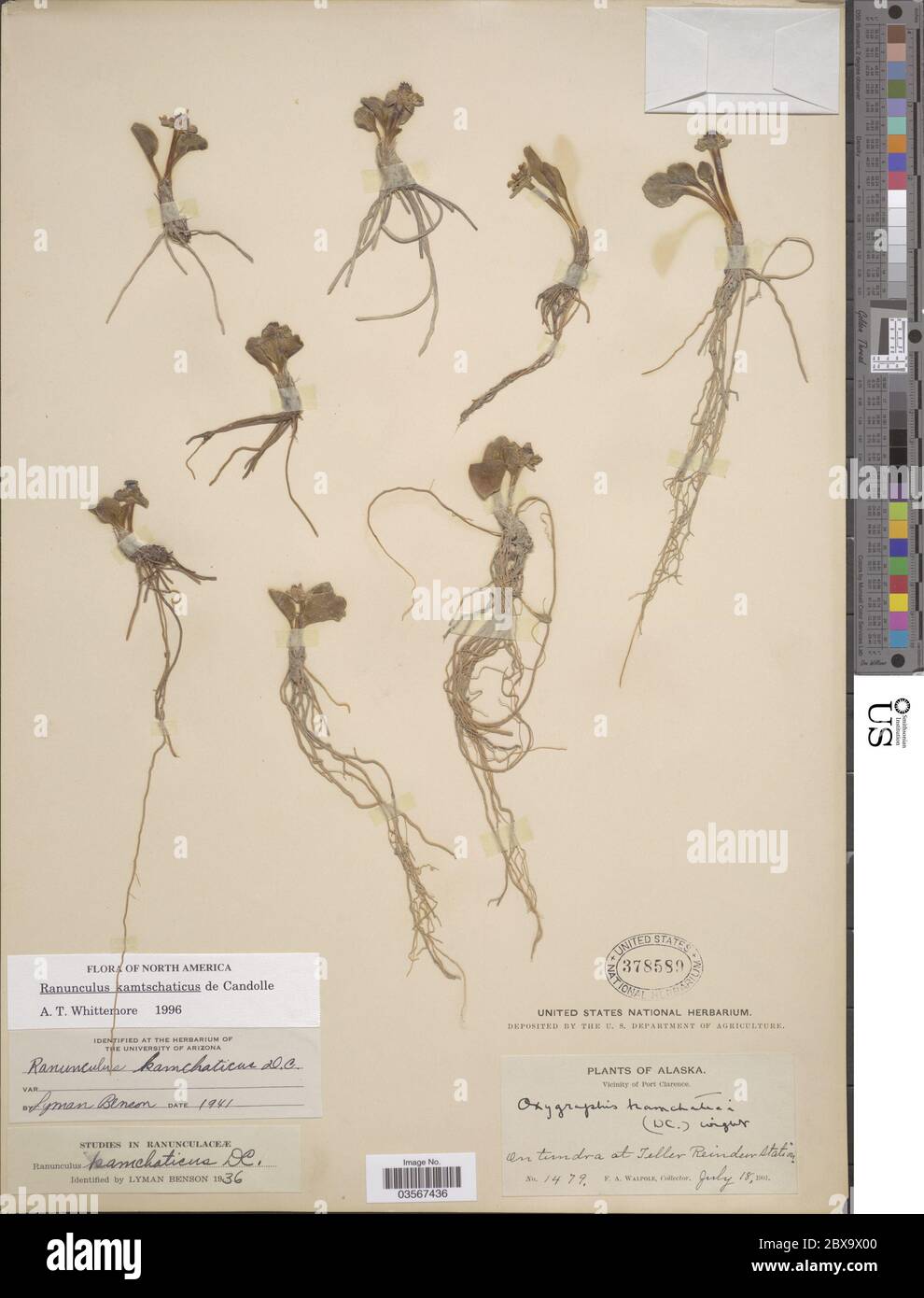 Ranunculus kamtschaticus DC Ranunculus kamtschaticus DC Stock Photo - Alamy