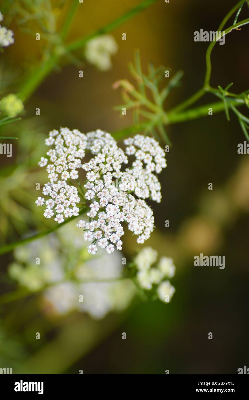 Cumin plant in the garden. Cumin is one of the oldest spices. Stock Photo