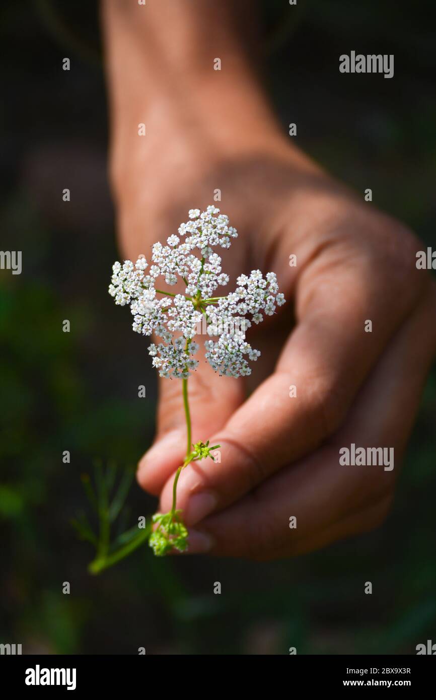 Cumin plant in hand at field. Cumin is one of the oldest spices. Stock Photo