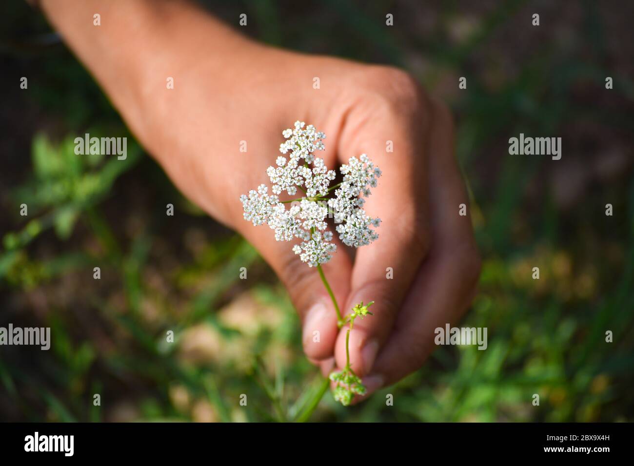 Cumin plant in hand at field. Cumin is one of the oldest spices. Stock Photo