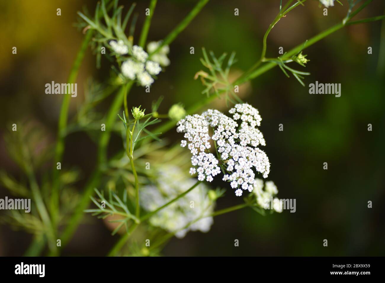 Cumin plant in the garden. Cumin is one of the oldest spices. Stock Photo