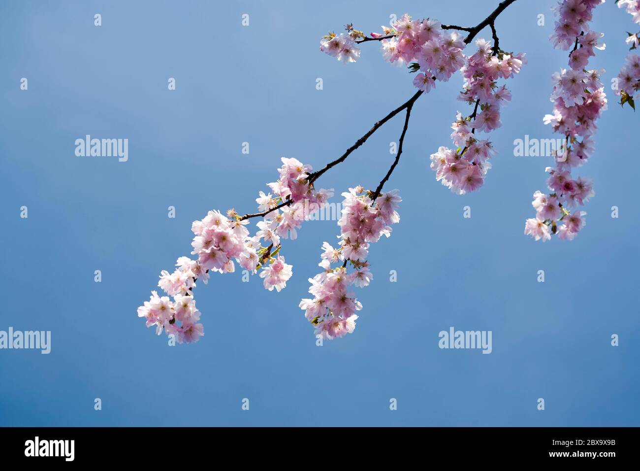 Full bloom japanese cherry tree hi-res stock photography and images - Alamy