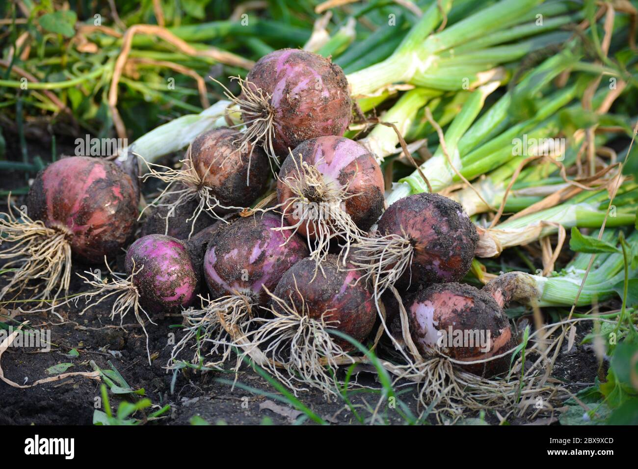 Onion on ground in hi-res stock photography and images - Alamy