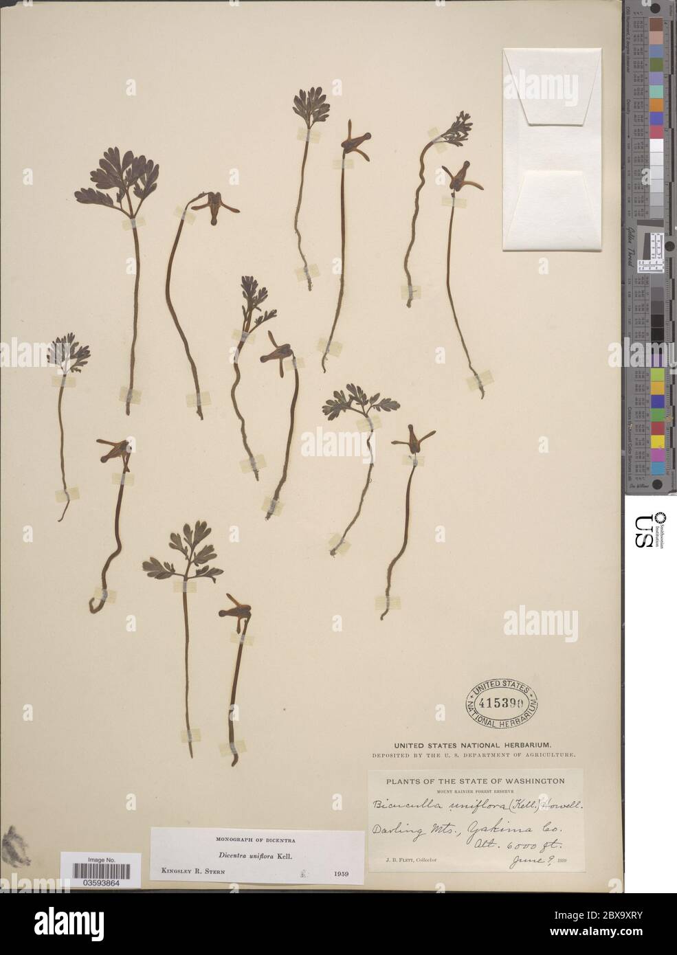 Dicentra uniflora Dicentra uniflora Stock Photo Alamy