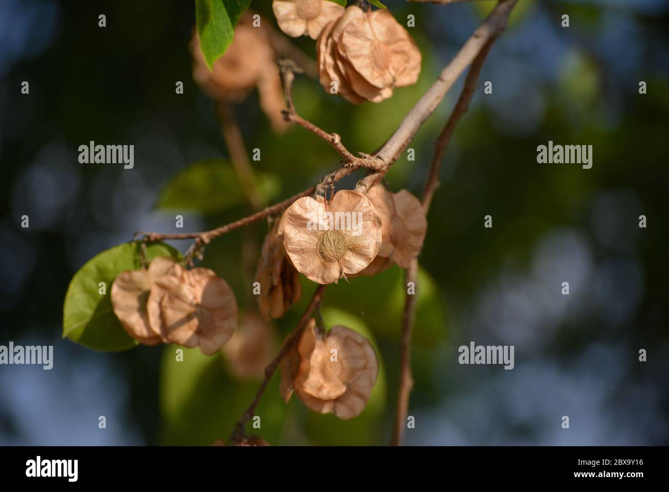 Organic air dried chilbil or Indian Elm (Holoptelea Integrifolia) seeds. Stock Photo