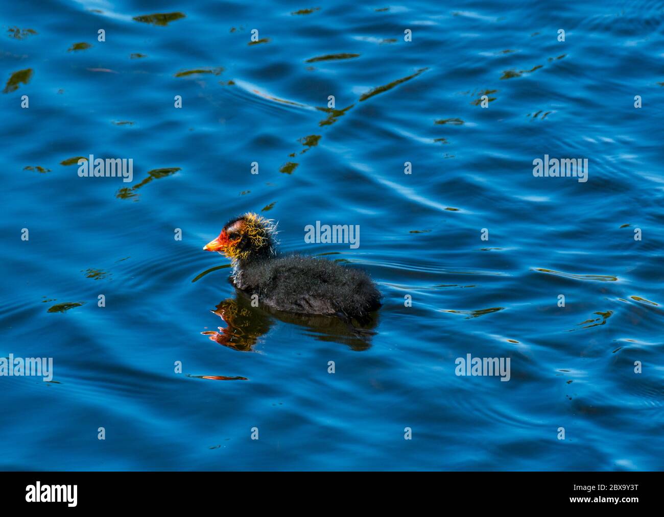 East Lothian, Scotland, United Kingdom, 6th June 2020. UK Weather: Summer wildlife. Close up of a strange-looking colourful coot chick swimming in a reservoir Stock Photo