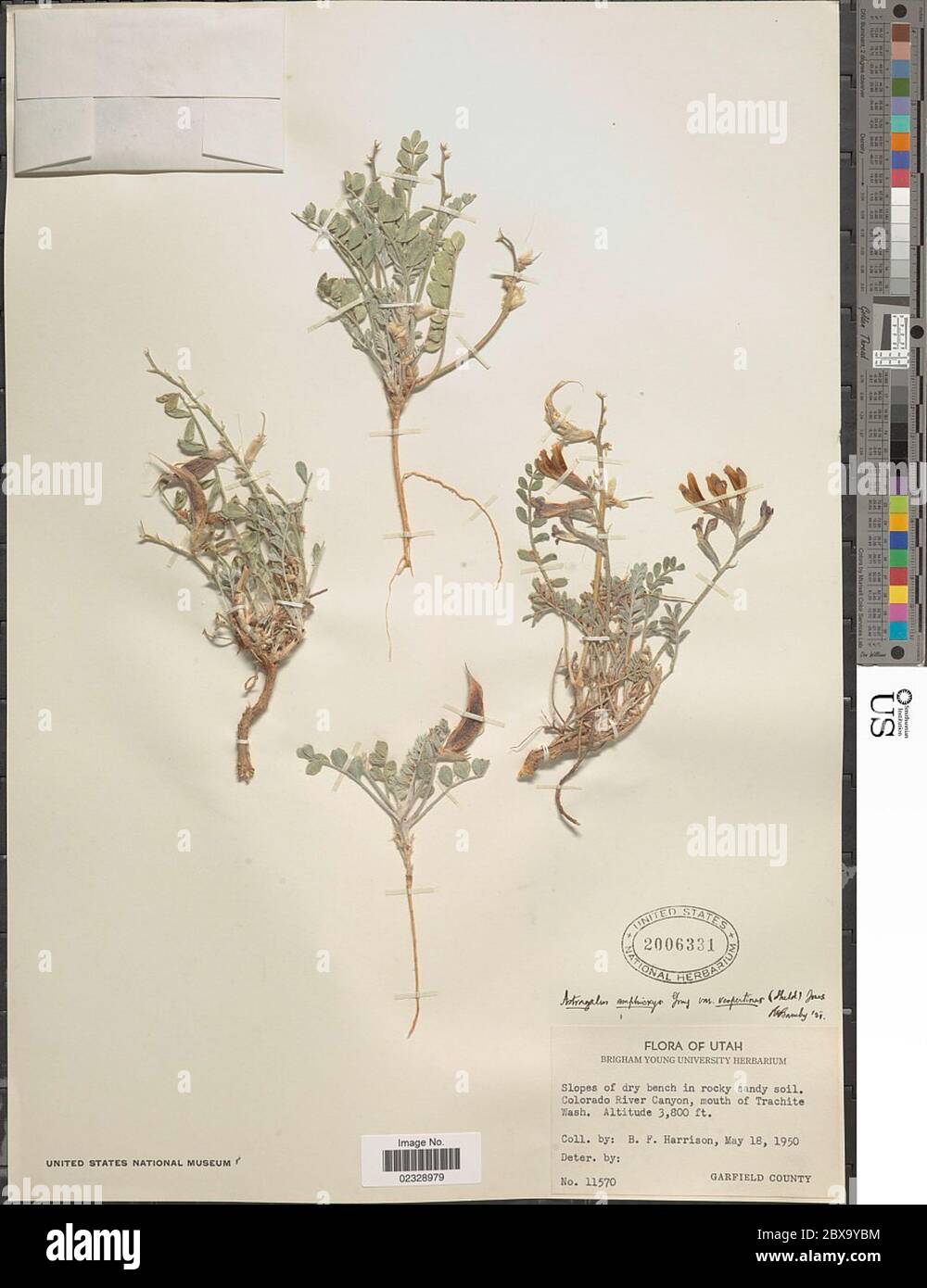 Astragalus vespertinus E Sheld Astragalus vespertinus E Sheld. Stock Photo