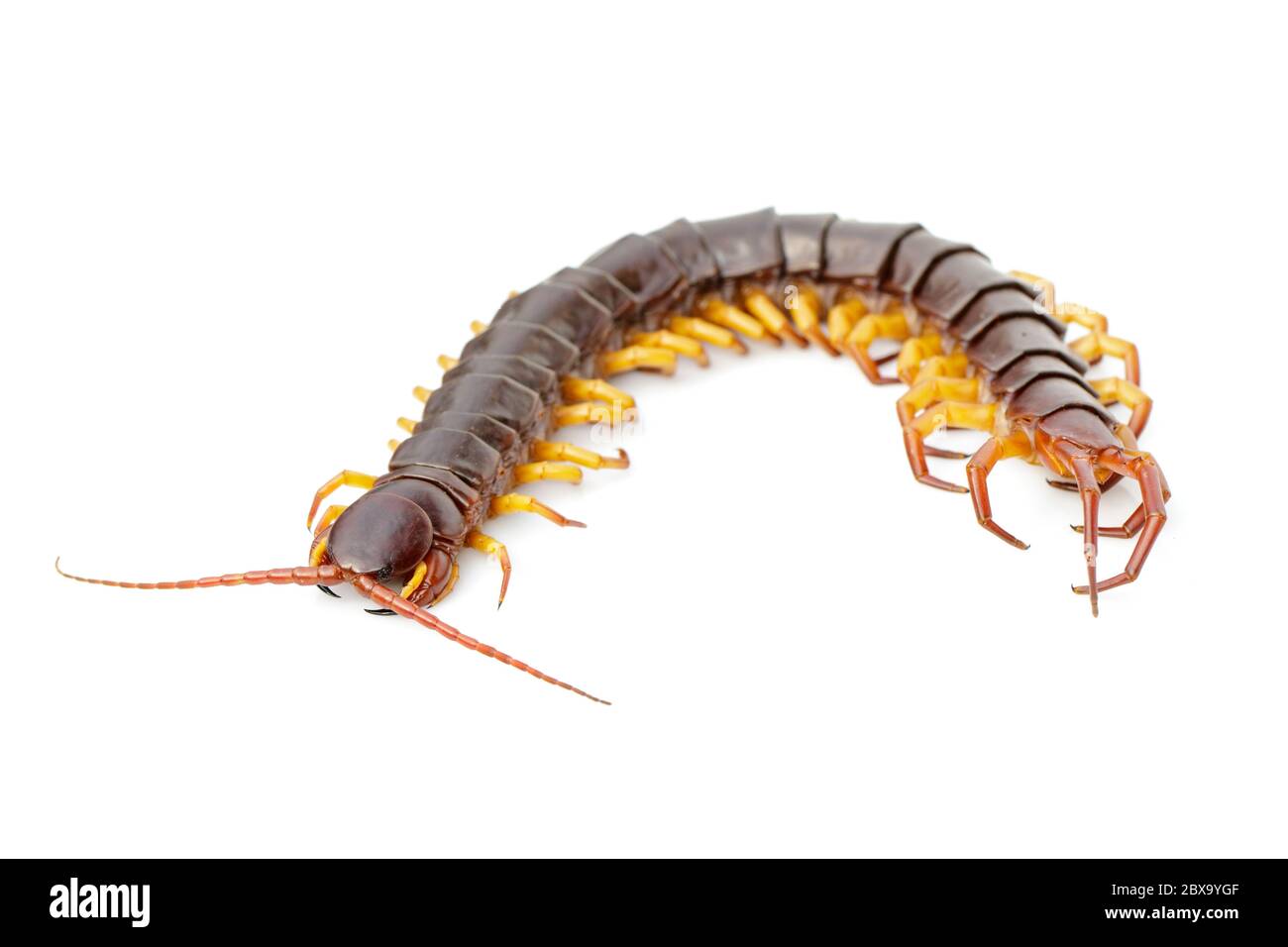 Image of centipedes or chilopoda isolated on white background. Animal. Poisonous animals. Stock Photo