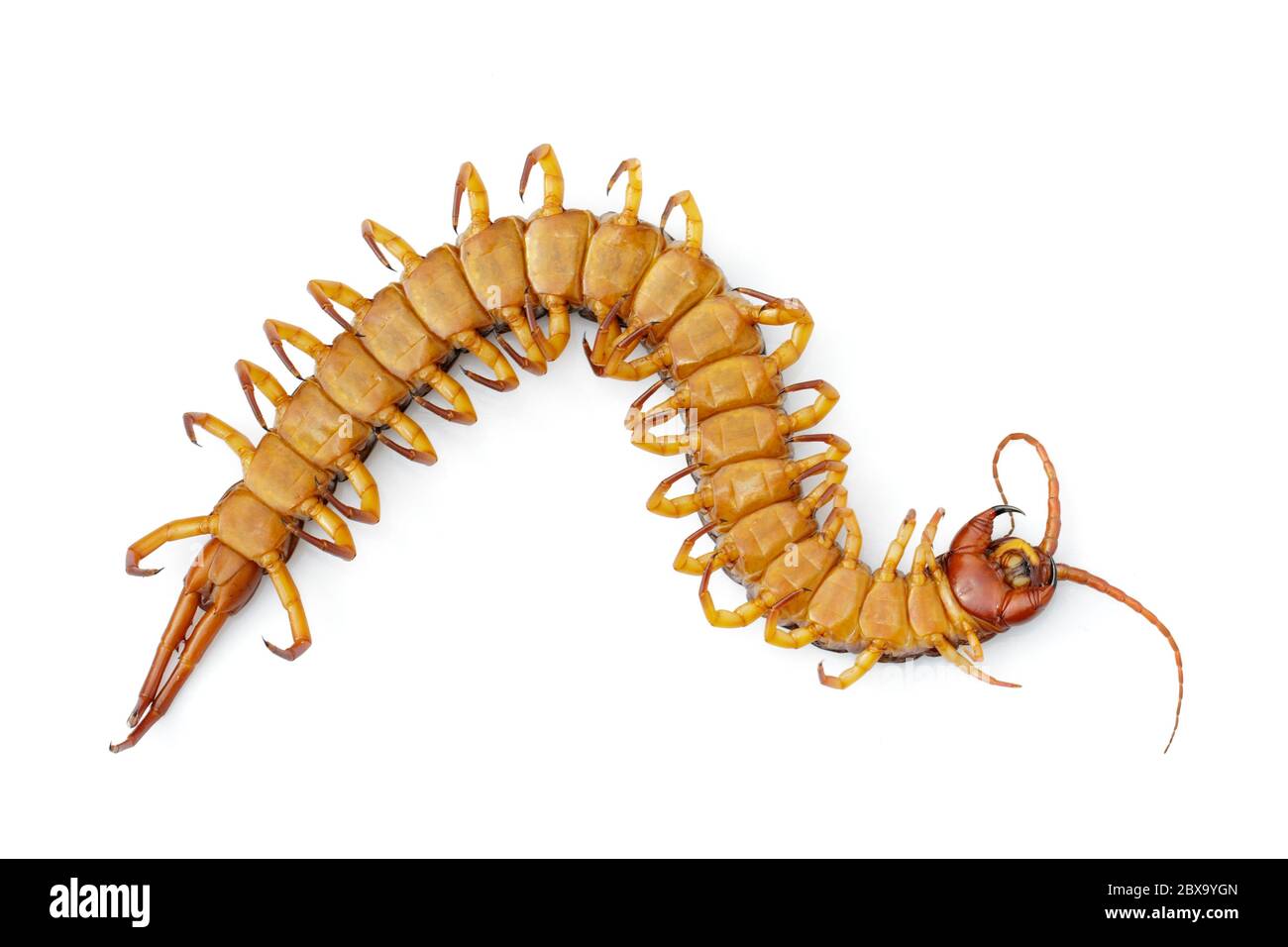 Image of dead centipedes or chilopoda isolated on white background. Animal. poisonous animals. Stock Photo