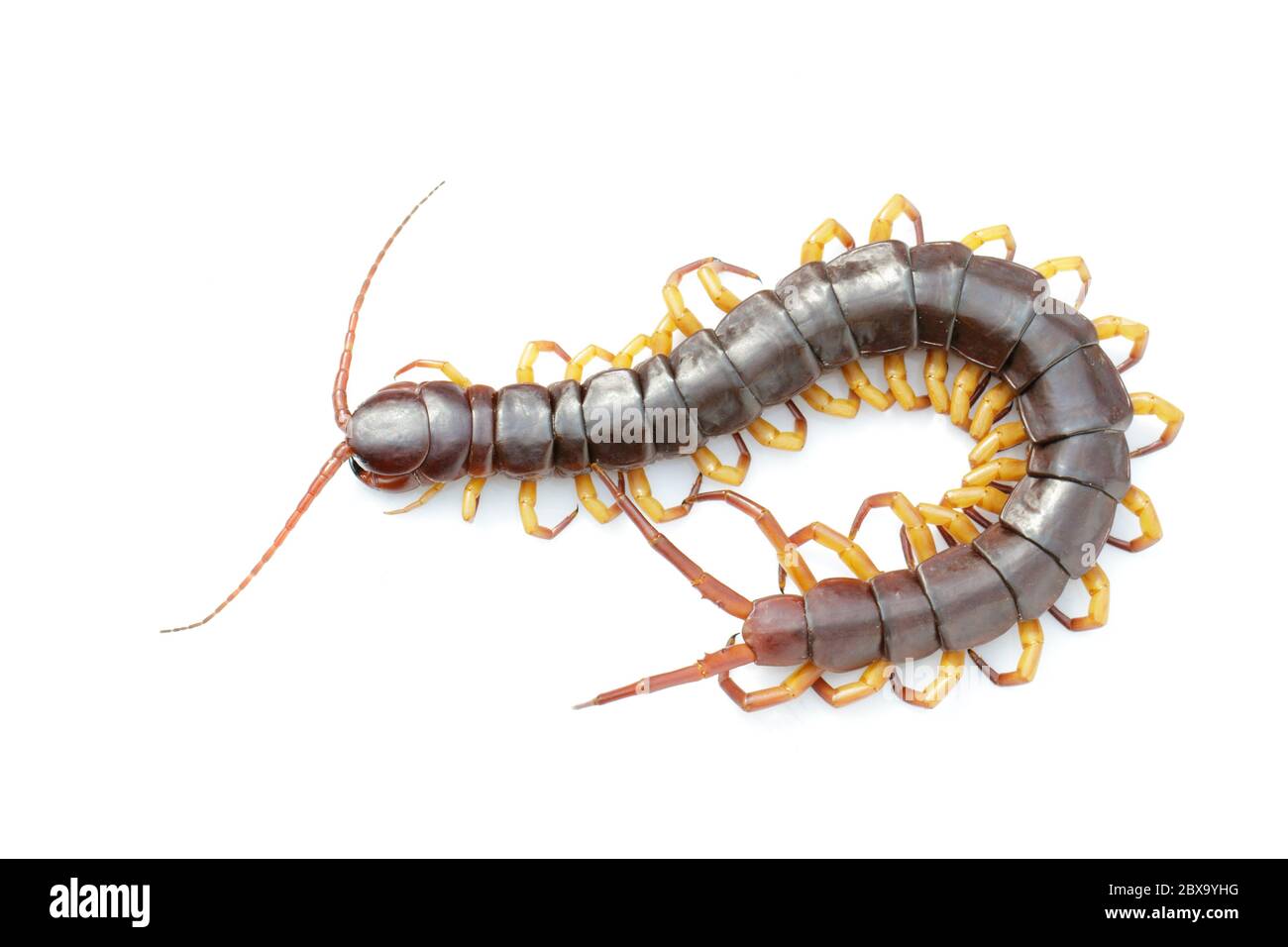 Image of centipedes or chilopoda isolated on white background. Animal. Poisonous animals. Stock Photo