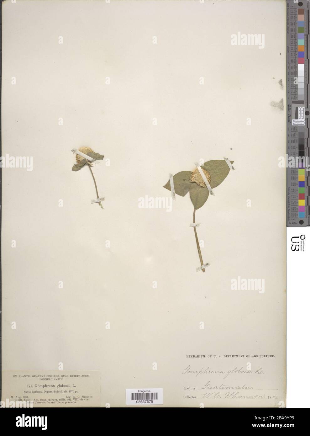 Gomphrena globosa L Gomphrena globosa L Stock Photo Alamy