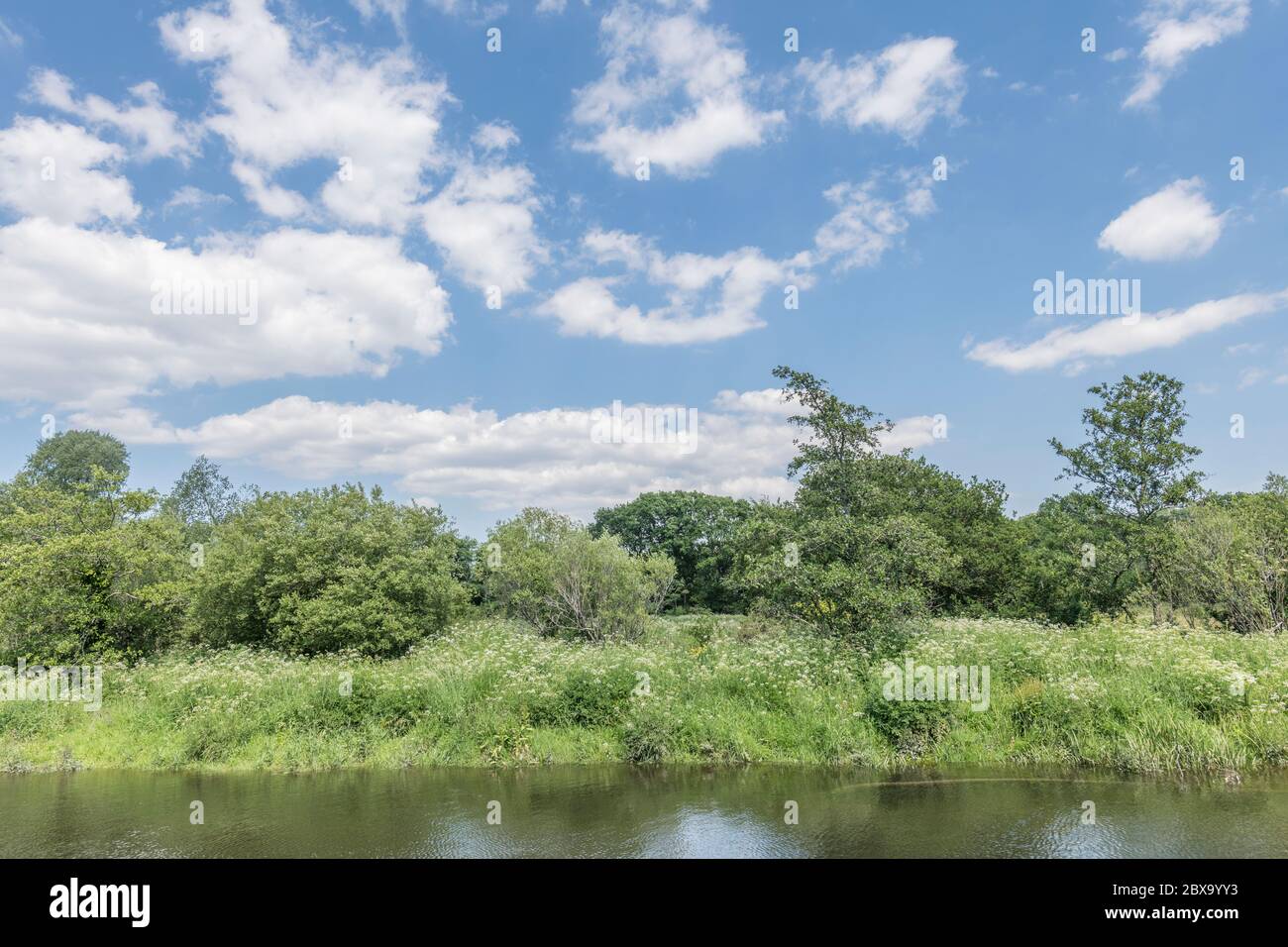 Blue summer sky and fluffy clouds over banks of River Fowey, Lostwithiel, Cornwall infested with poisonous Hemlock Water-Dropwort / Oenanthe crocata Stock Photo