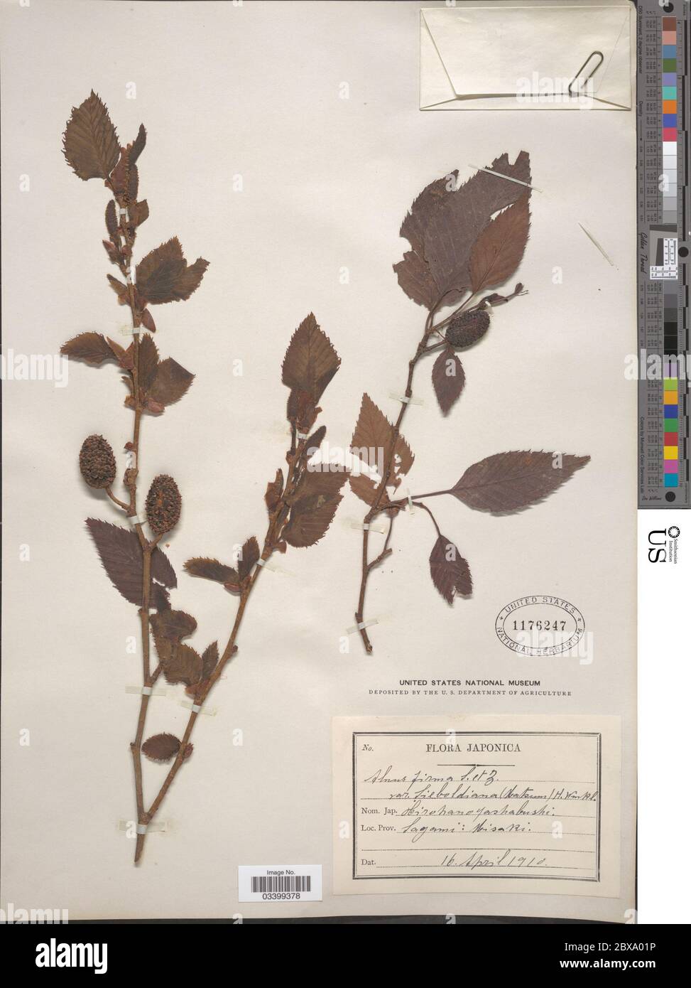 Alnus firma Alnus firma Stock Photo - Alamy