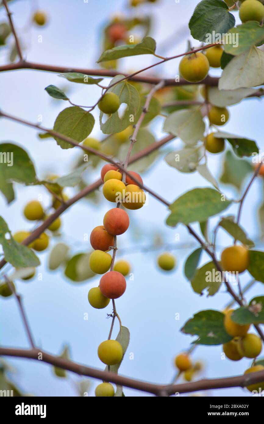 Indian Jujube Or Ziziphus Mauritiana On The Jujube Tree Stock Photo Alamy Indian Jujube Or Ziziphus Mauritiana On The Jujube Tree Stock Photo Alamy