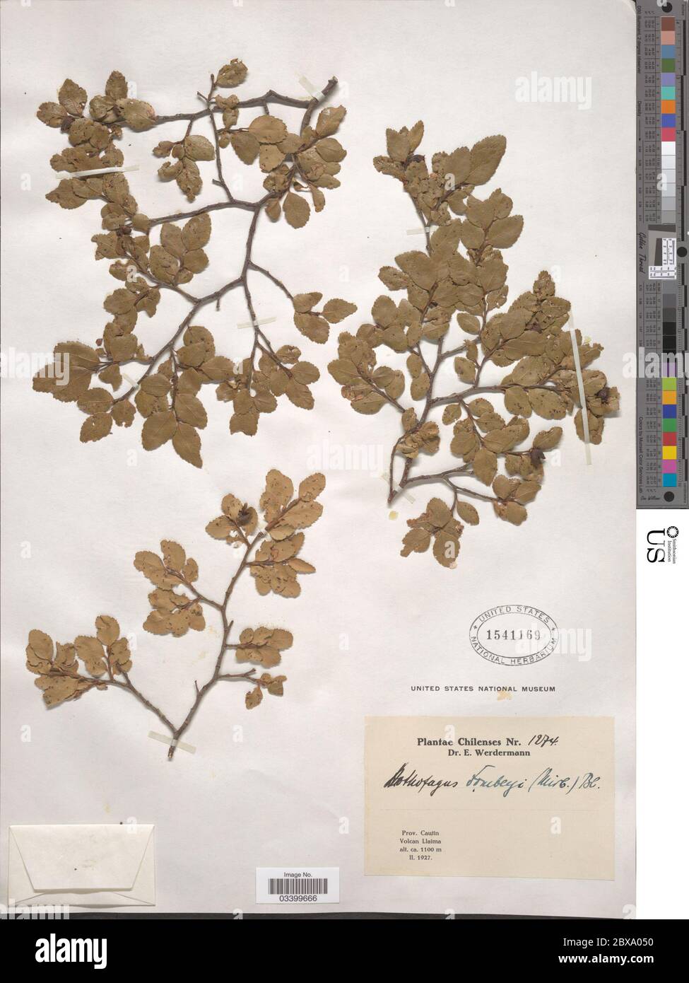 Nothofagus dombeyi Nothofagus dombeyi Stock Photo Alamy