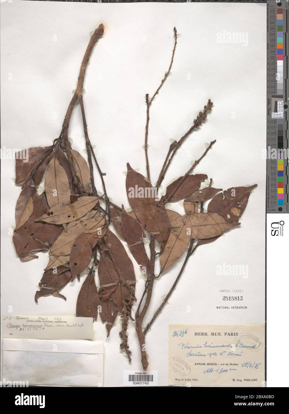 Lithocarpus corneus var hainanensis Merr CC Huang Y T Chang Lithocarpus corneus var hainanensis Merr CC Huang Y T Chang. Stock Photo