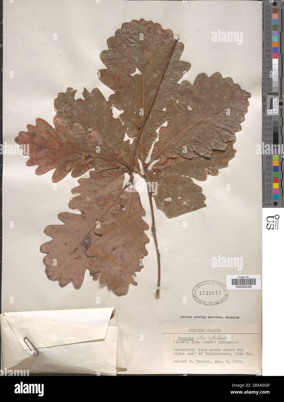 Michauxii species hi-res stock photography and images - Alamy