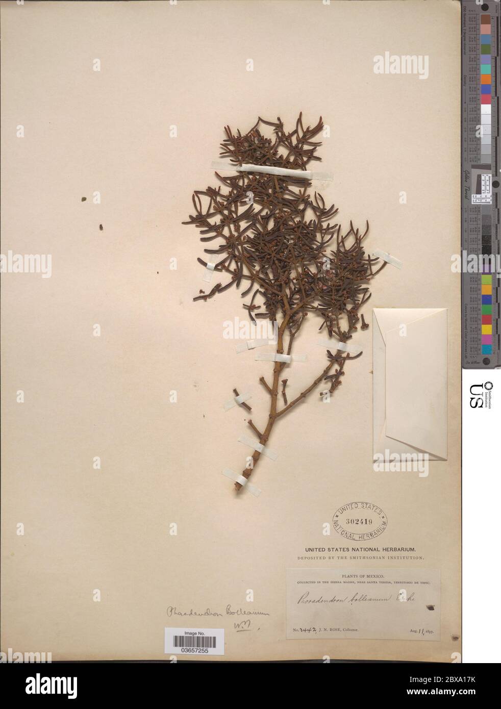 Phoradendron bolleanum Seem Eichler Phoradendron bolleanum Seem Eichler. Stock Photo
