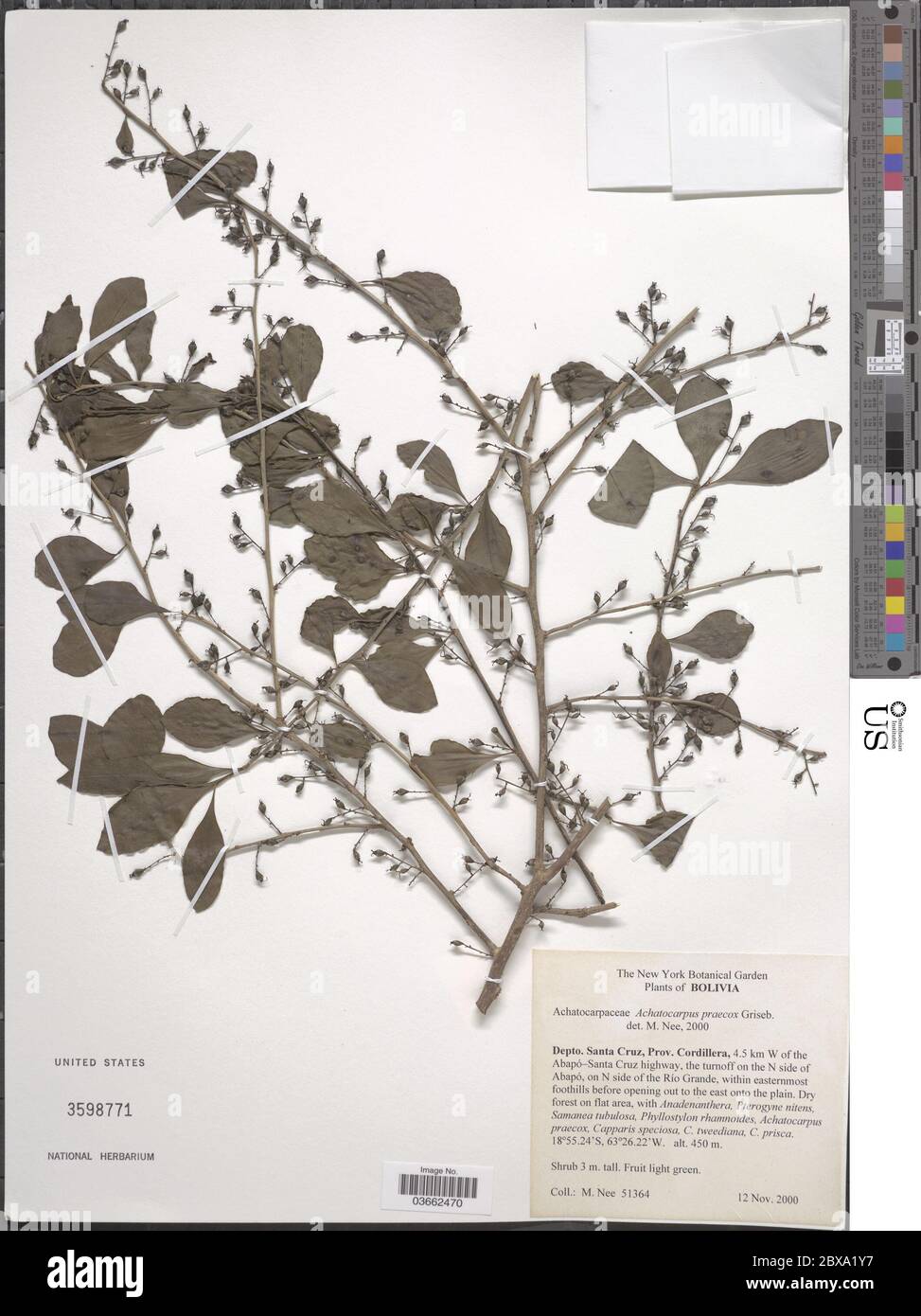 Achatocarpus praecox Griseb Achatocarpus praecox Griseb. Stock Photo