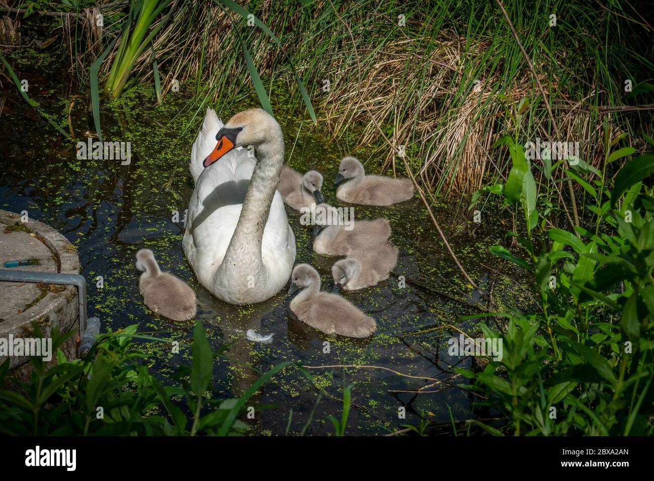 on a pond swims a white swan with his little chicks Stock Photo - Alamy