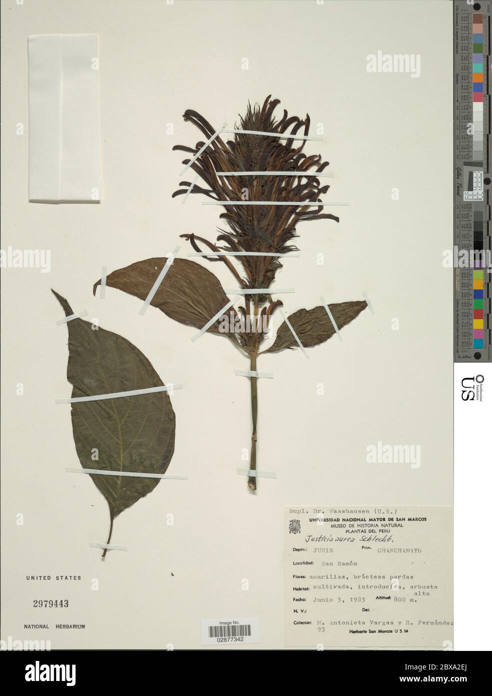 Justicia aurea f erythrantha Standl Steyerm DN Gibson Justicia aurea f erythrantha Standl Steyerm DN Gibson. Stock Photo