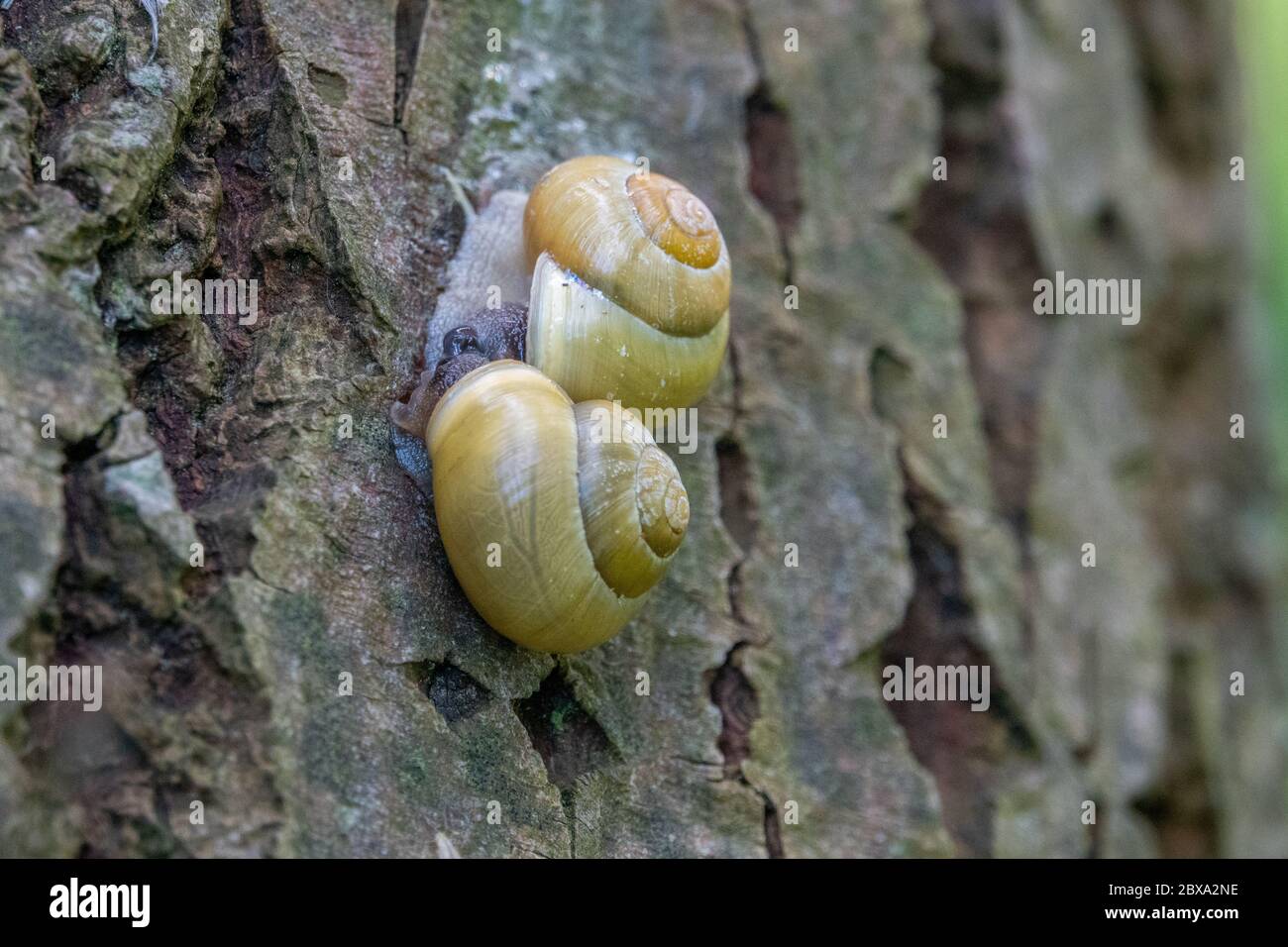 Two snails mating hires stock photography and images Alamy