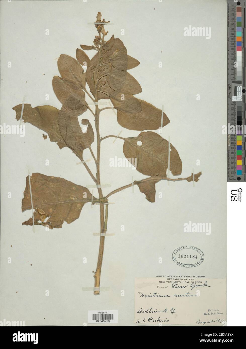 Nicotiana rustica L Nicotiana rustica L Stock Photo Alamy