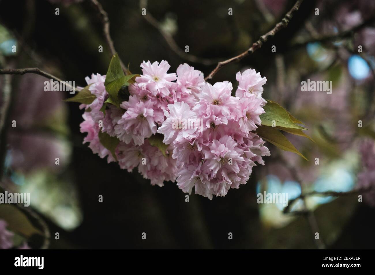 Cherry Blossom flowers Stock Photo