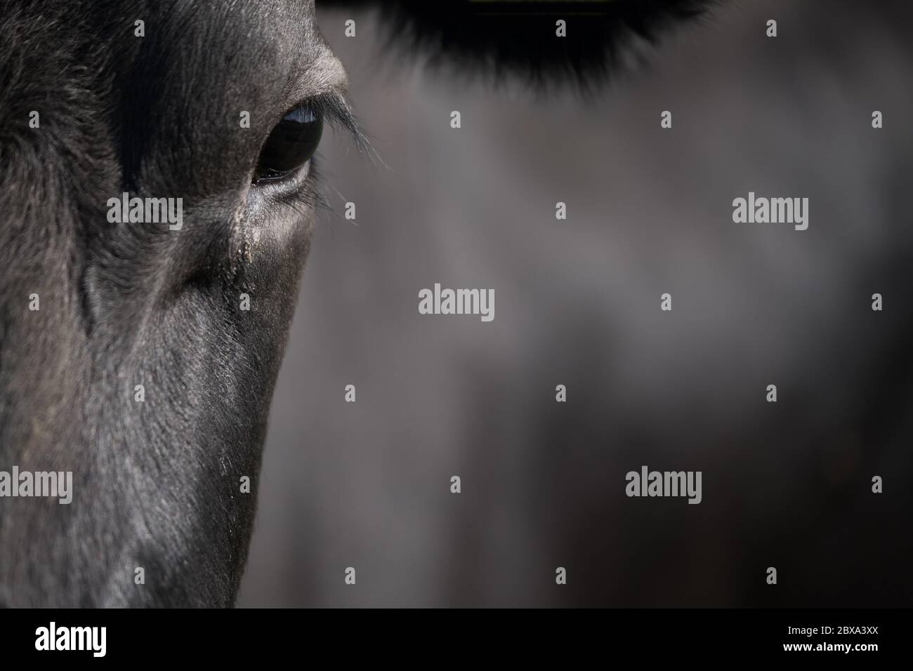 Front of the head of a black cow with focus on the eye and eyelashes. Copy space Stock Photo