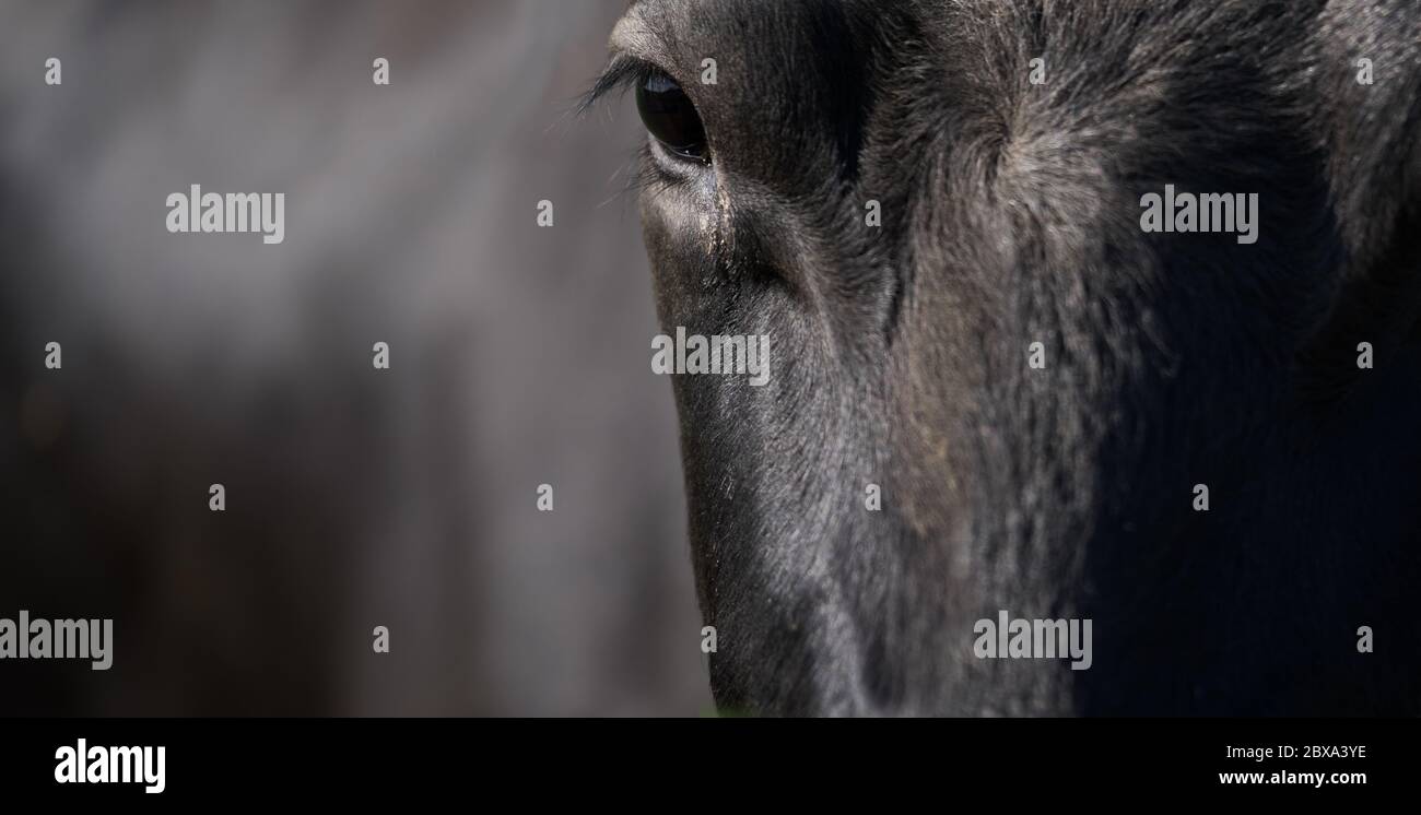 Wide image of front of the head of a black cow with focus on the eye and eyelashes. Copy space Stock Photo