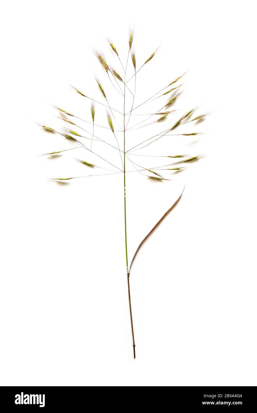 Barren brome or poverty brome (Bromus sterilis) a species of bromegrass with green to purplish leaves, the inflorescence is a spreading panicle with l Stock Photo