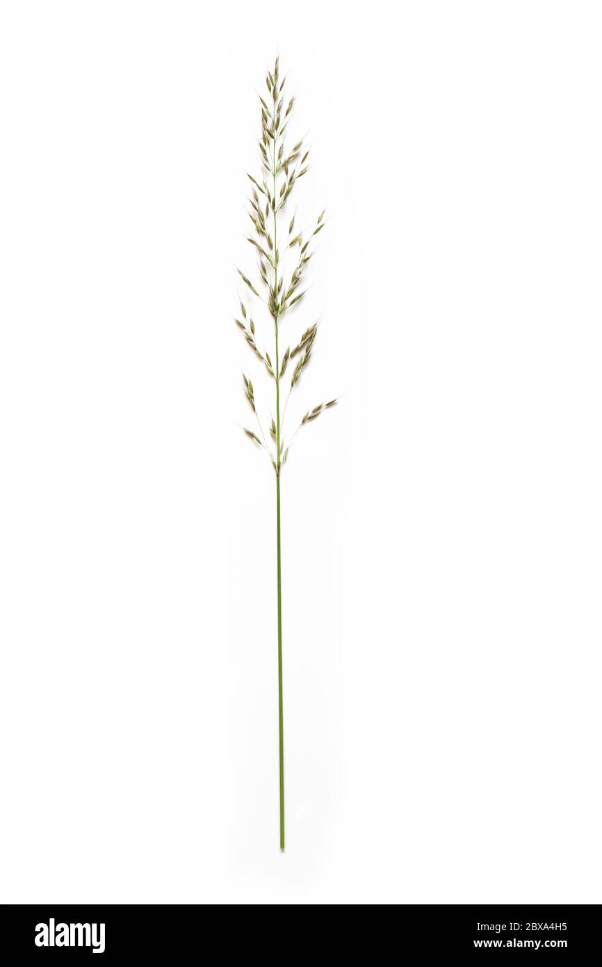 false oat-grass or ryegrass (Arrhenatherum elatius) isolated on a white background, copy space Stock Photo