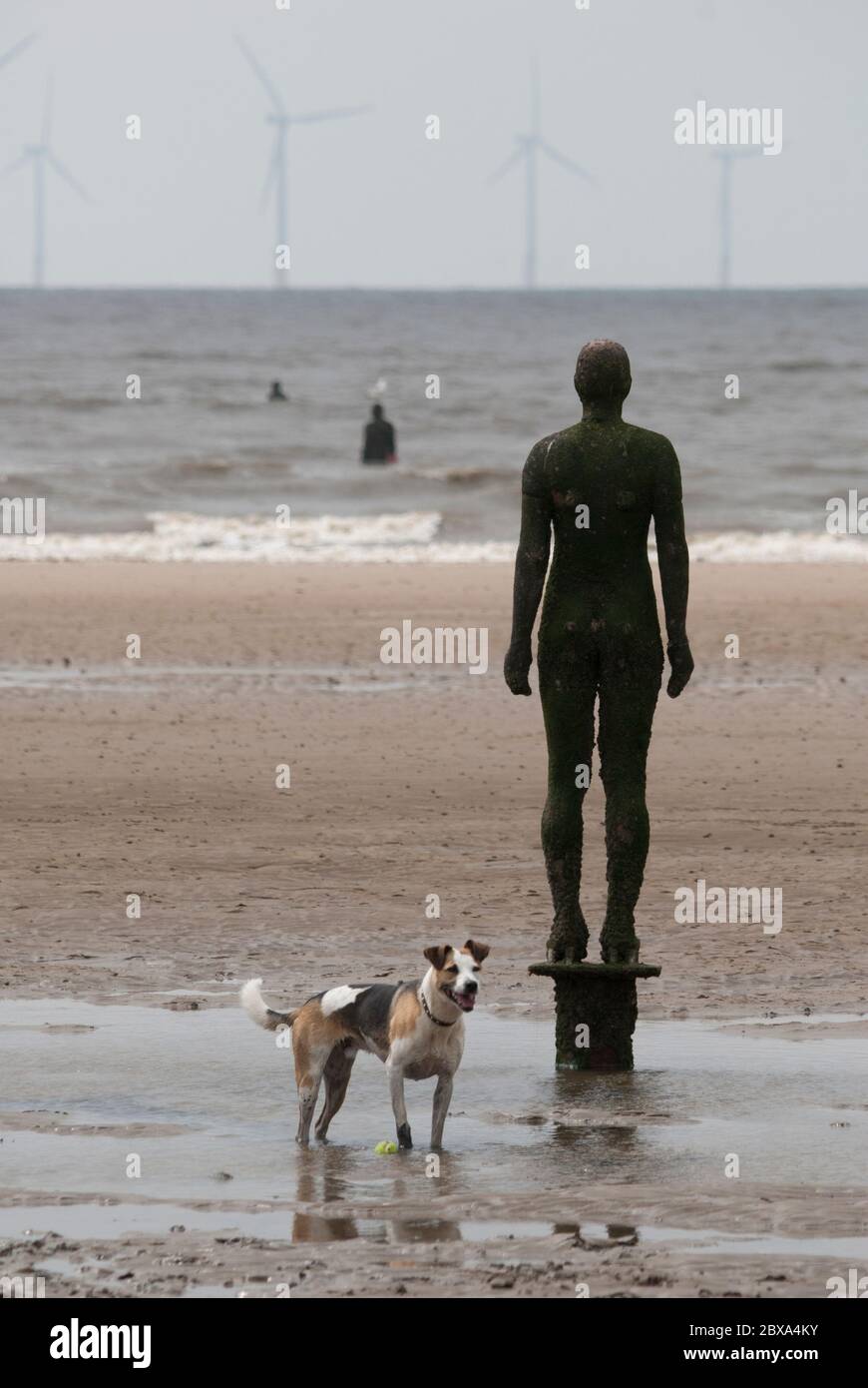 Happy dog with tennis ball beside Anthony Gormley sculpture at Another Place on Crosby beach