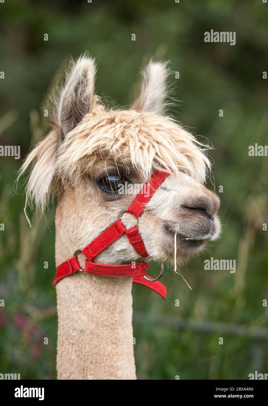 Head portrait of a domesticated alpaca with a red head collar and straw in mouth having a bad hair day at a local county show. Stock Photo