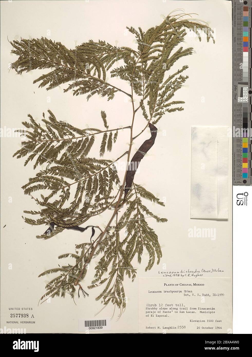 Leucaena trichandra Zucc Urb Leucaena trichandra Zucc Urb Stock Photo