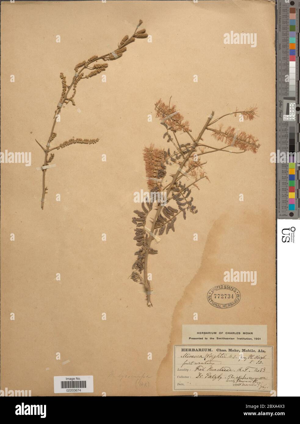 Mimosa dysocarpa Benth ex A Gray Mimosa dysocarpa Benth ex A Gray. Stock Photo