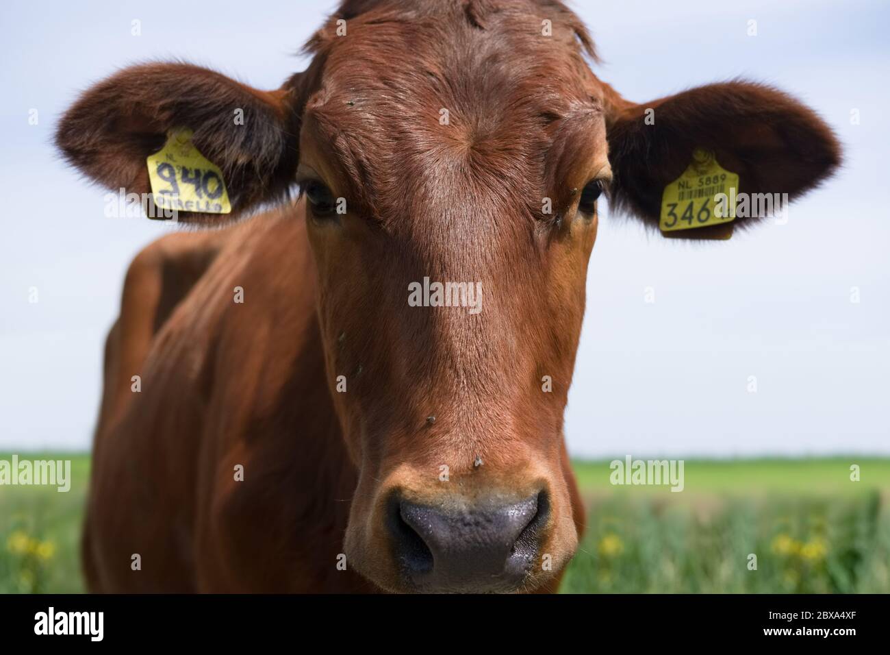 Close-up front view of the head of a red cow staring at the camera. Landscape in background. Focus on hairs, flies on nose bridge Stock Photo