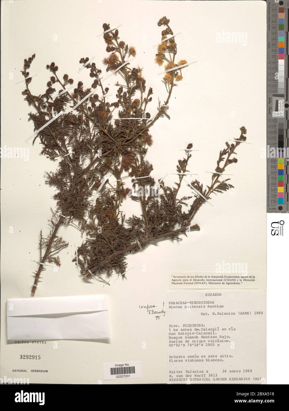 Mimosa quitensis Benth Mimosa quitensis Benth. Stock Photo