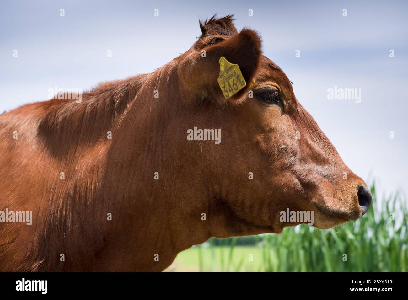 Side view of the head of a red cow with pale blue cloudy sky and green ...