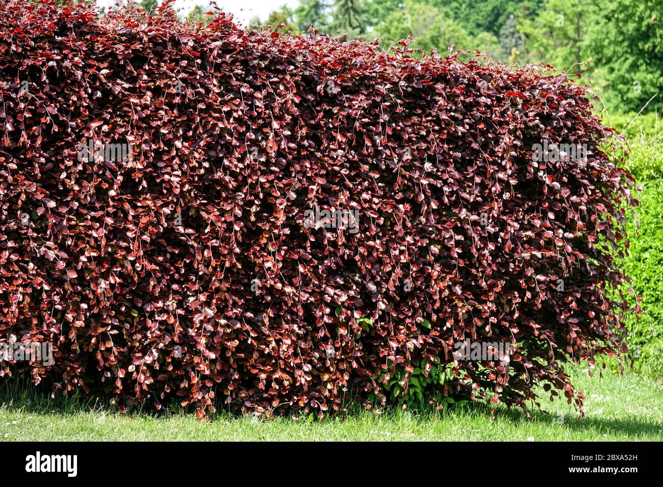 Cutted Hedge Fagus sylvatica Purpurea beech hedge garden Stock Photo