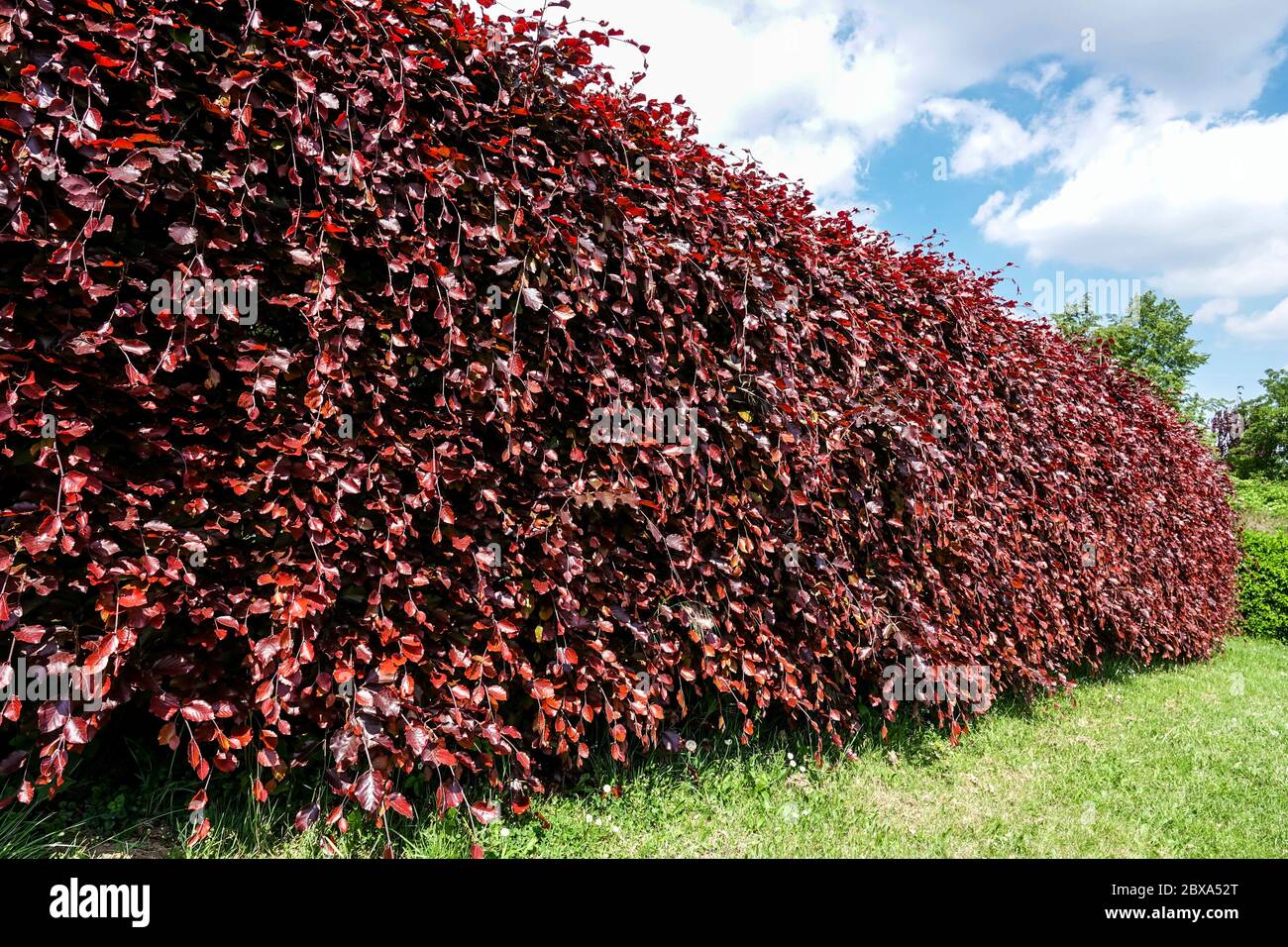 Fagus hedge sylvatica Purpurea, Fagus purpurea hedge Windbreak beech hedge garden Stock Photo