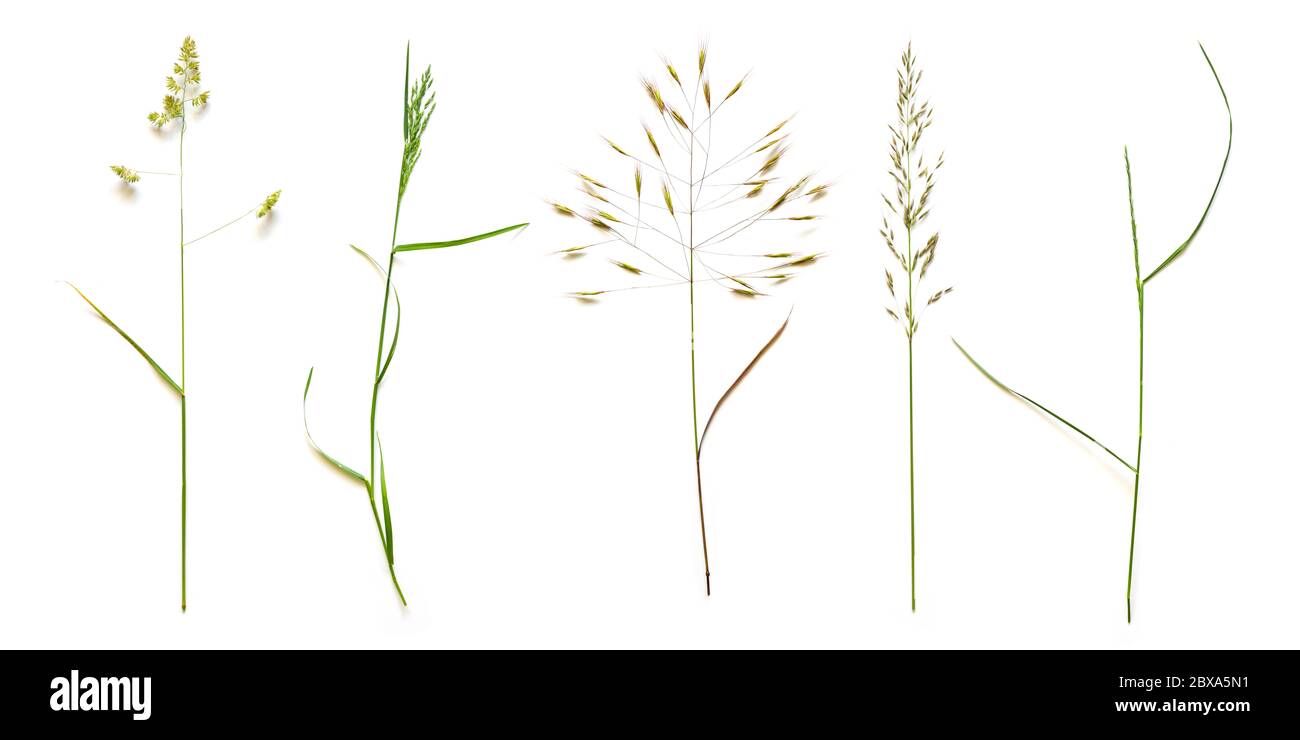 Row from beautiful wild grasses like orchard grass, barren brome and ryegrass isolated on a white background with copy space Stock Photo