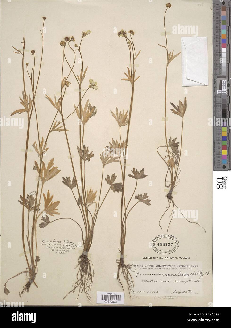 Ranunculus acriformis var montanensis Rydb LD Benson Ranunculus acriformis var montanensis Rydb LD Benson. Stock Photo