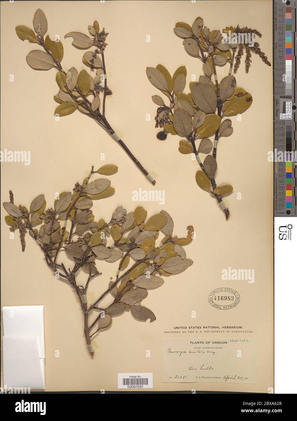 Garrya buxifolia A Gray Garrya buxifolia A Gray. Stock Photo